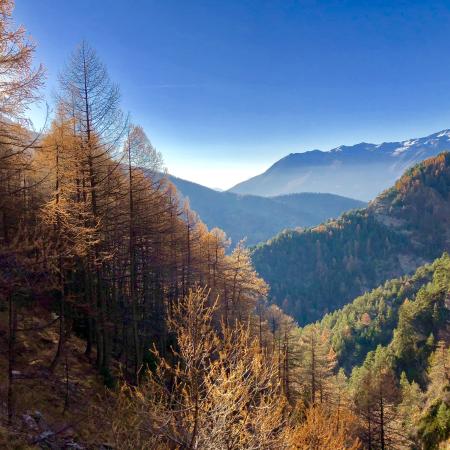 Risoul forest in autumn 