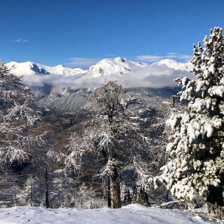 Risoul forest in winter