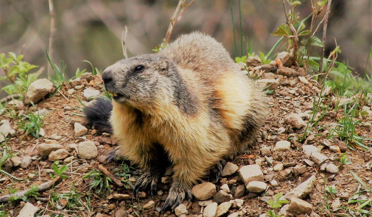 Marmot