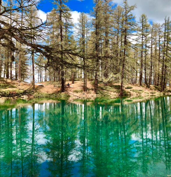 Forêt de Risoul